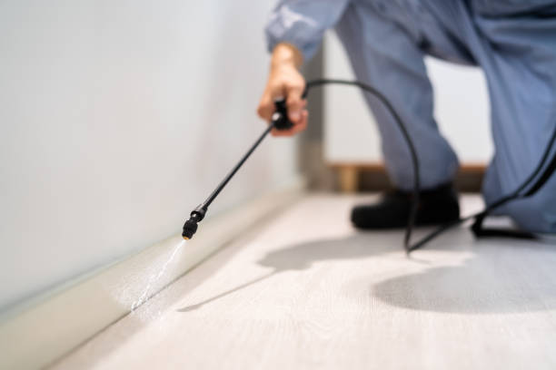 Best Wasp Removal Services  in Ashville, OH