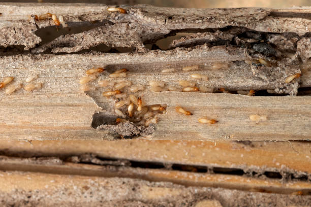 Best Residential Pest Control  in Ashville, OH